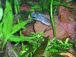 some of our fish