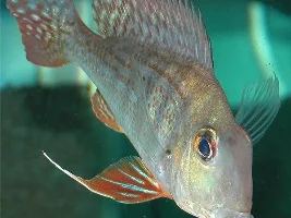 Identity needed for new fish please