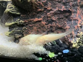 Help me Gender my Cory Cats!