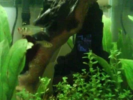 My 30 Litre Nano Tank