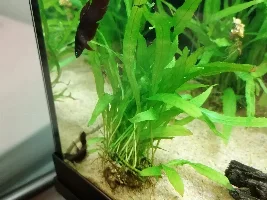 Betta Coccina Breeding Tank