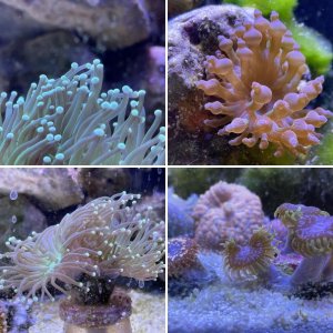 Saltwater Misc.