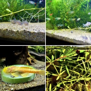 Freshwater Misc.