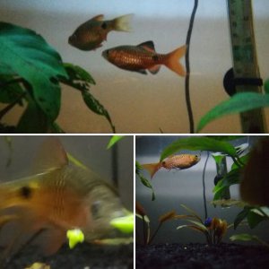 Rosy Barbs