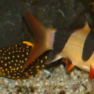 cl_gn_600.JPG