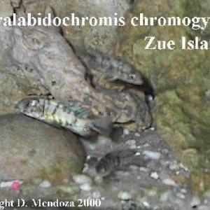 paralabidochromis_chromogynus.jpg