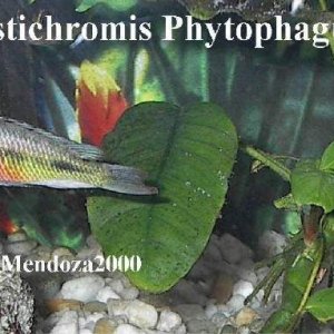 Xystichromis_Phytophagus.jpg