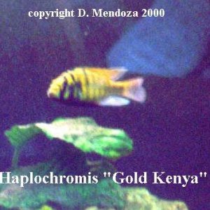 Haplochromis_Gold_kenya..jpg