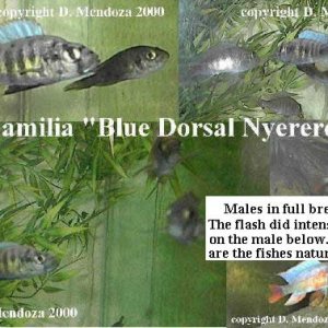 Pundamilia_Blue_Dorsal_Ny.jpg