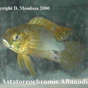 astatoreochromisalluaudi.jpg