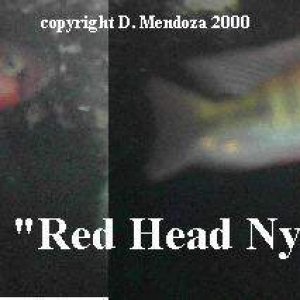 red_head_ny.JPG