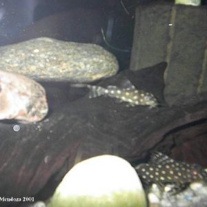 synodontis2.jpg