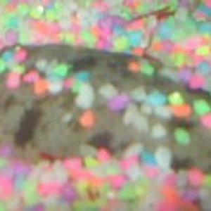 flounder1.jpg