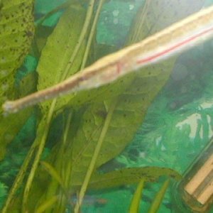 Pipefishies_004.jpg