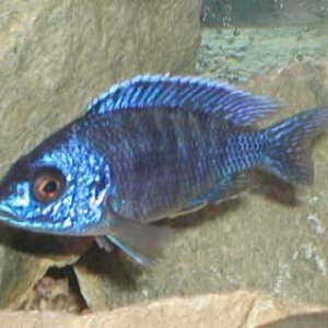 Aulonocarakorneliae.jpg