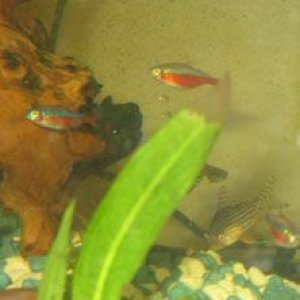 tetras.jpg