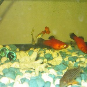 guppies.jpg