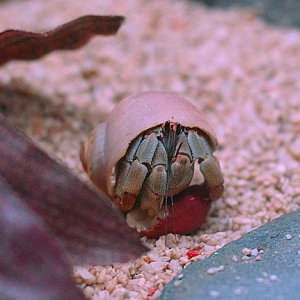 hermie1.jpg