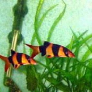 clownloaches__2_.jpg