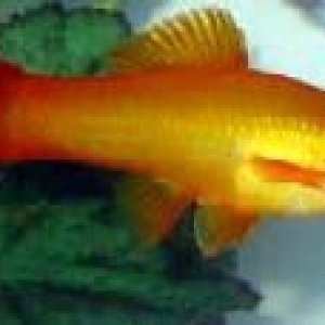 swordtail.jpg