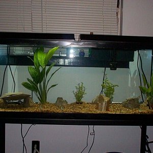 fish7.jpg