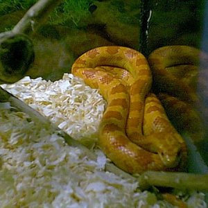 snakeclose.jpg