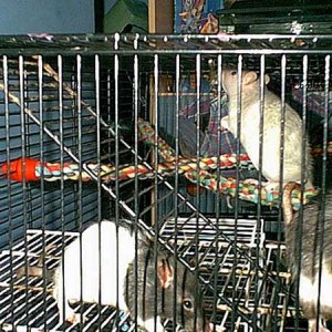 rats.jpg