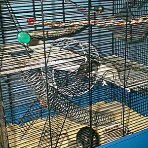 ratcage2.jpg