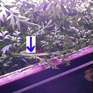 planttop.jpg