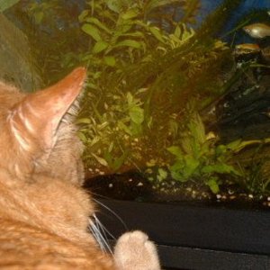 DSCF0096_cat.JPG