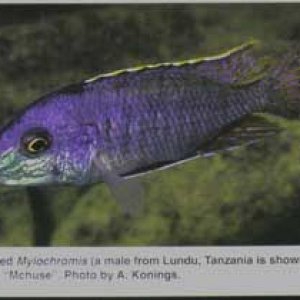 Mylochromis_mchuse.jpg