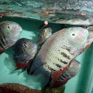 H.severum1.JPG