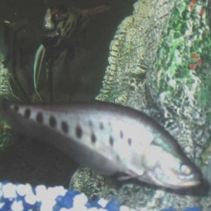 eelfish.jpg