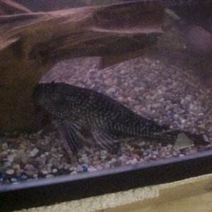 pleco.JPG