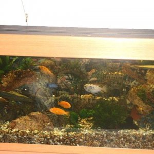 cichlid_tank.JPG