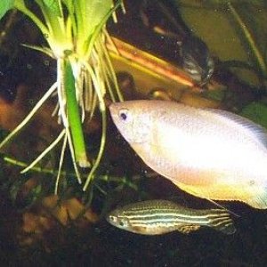 gourami_danios.jpg