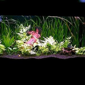full_tank.jpg