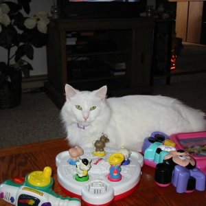 Whitey_our_fat_cat.JPG