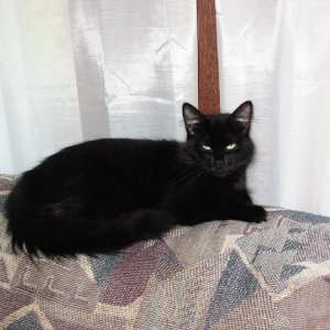 spooky_our_cat.JPG
