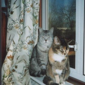 cats_001.jpg