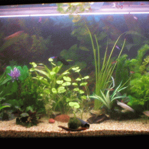 tank.gif