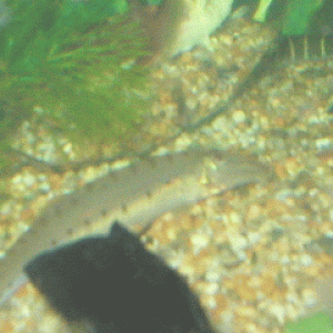 hf1.gif