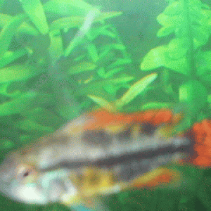 dc2.gif
