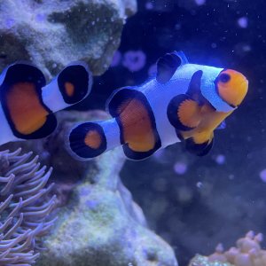 Clownfish Pair