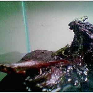 newt_and_frog.jpg