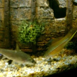 Silver_Shark___Male_Swordtail.jpg