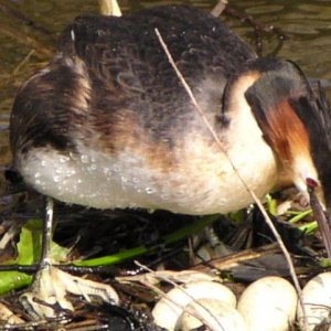 great_crested_grebe_2.21.04.2003.jpg