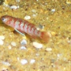 badis2.jpg