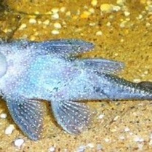 ancistrus1.jpg