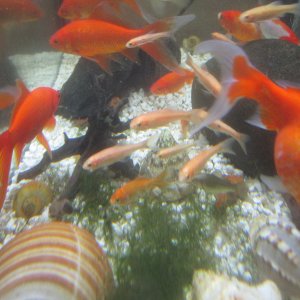 Rosy red minnows clan